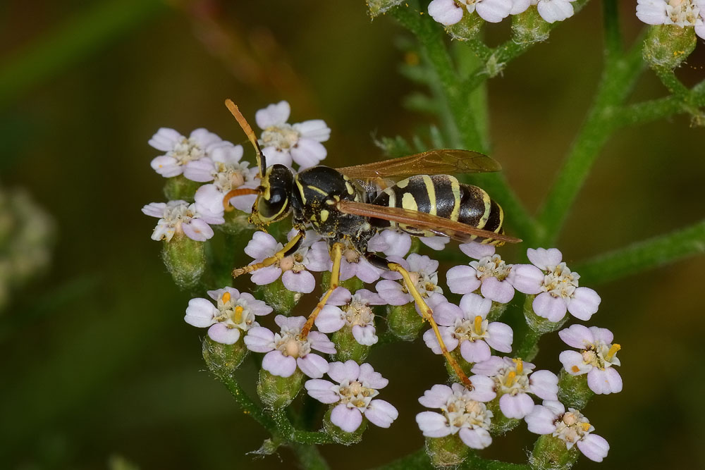 Polistes nimpha parassitizzata?